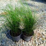 Kavyľ (Stipa tenuissima) ´PONYTAILS´ - kont. C2L
